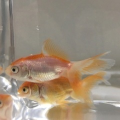 金魚　ジャンボ獅子頭