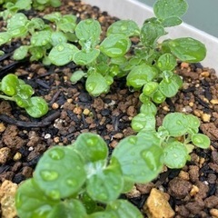 アロマティカス 多肉植物