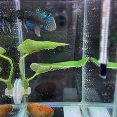 ベタ ワイルド オスの画像