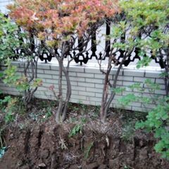 移植時期です！！90年物ドウダンツツジ 躑躅 10本セット