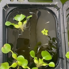 メダカあげますの画像