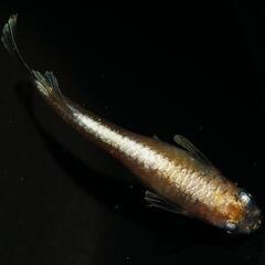 °･🐠激安メダカ展示販売会°･🐠道の駅くりもと紅小町🐟 - イベント