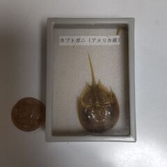カブトガニ