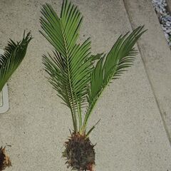 蘇鉄の芽 50㎝程度　ソテツ 脇芽
