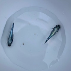 メダカ　墨武（読み方ボブ）若魚10匹