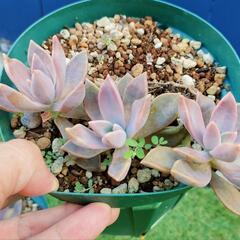 多肉植物　4苗プラスの画像