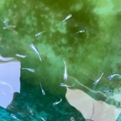 メダカ　ドラゴンブルー若魚10匹