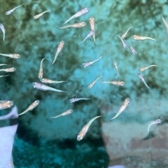 メダカ　黄金の百式 幼魚10匹 1,000円