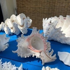 貝殻いろいろ 貝殻色々