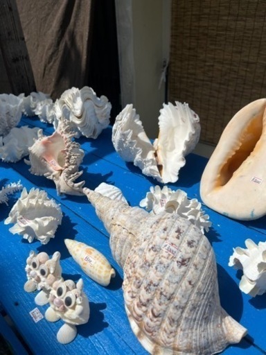 貝殻色々
