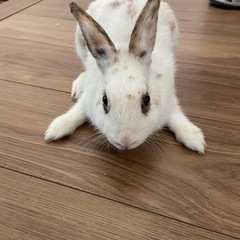 【急募‼️】子うさぎ(本日14時までならOK)