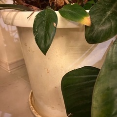 再お値下げ　観葉植物［お話中］の画像
