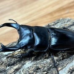 オオクワガタ（佐賀県神崎郡）ペア新成虫！♂76mm♀48mm