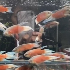 9月10日　闘魚路上販売　読谷村 - フリーマーケット