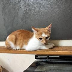 可愛いキジ茶の男の子