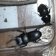  コクワクワガタ欲しい人に差し上げます‼️