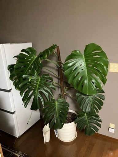 モンステラ　160㎝