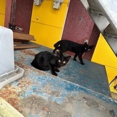 募集終了します。