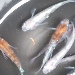 【めだか】三色対外光(主に選外)②　♂４　♀４　三色を始めてみた...