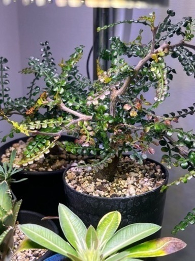 オペルクリカリアパキプス 根差し 発根済み オペルクリカリア パキプス発根管理中