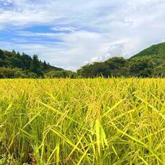 🔴令和5年🌾三瀬産コシヒカリ玄米10キロ✨