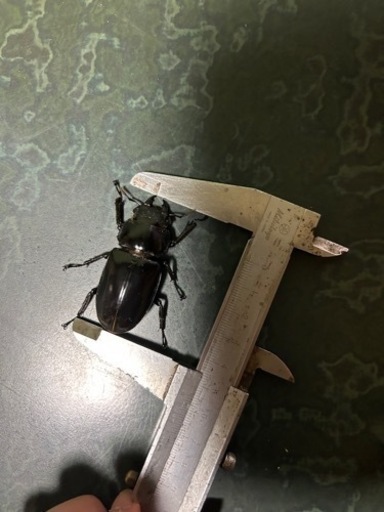 セアカフタマタクワガタ♀55mmup単品