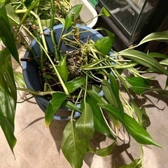 ヤマザキカズラ 他 水草 水上植物 テラリウム アクアリウム オマケありの画像