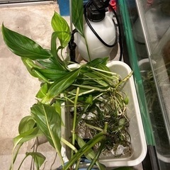 ヤマザキカズラ 他 水草 水上植物 テラリウム アクアリウム オ...