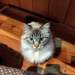行方不明の猫！