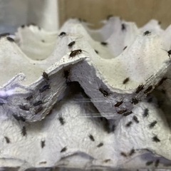 PH　クロコオロギ　約100匹　大きさはピンヘットサイズ