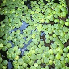 水草