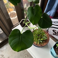 植物のみ🪴鉢と受け皿はつきません🐝