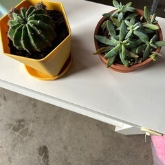 植物のみ🪴鉢と受け皿はつきません🐝の画像