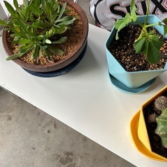 植物のみ🪴鉢と受け皿はつきません🐝の画像