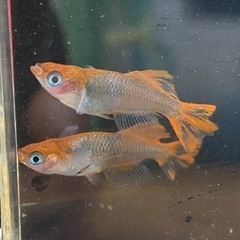 受渡し者決定済　メダカ　風月リアルロングフィン　20匹