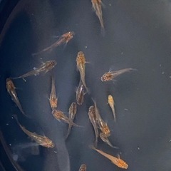 受渡し者決定済　メダカ　風月リアルロングフィン　20匹の画像