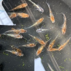 メダカ　三色ラメ　20匹の画像
