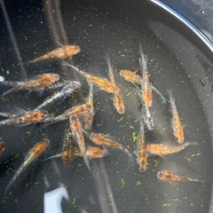 メダカ　三色ラメ　20匹の画像