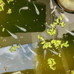 極龍&カブキメダカ若魚10+a21日(日)までの画像