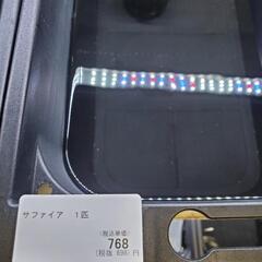サファイア&スーパーみゆきのメダカ幼魚~
