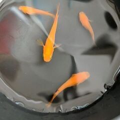 綺麗でかわいい！今、ペットとして人気のメダカ！アクアリウムやビオトープにの画像