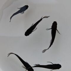 綺麗でかわいい！今、ペットとして人気のメダカ！アクアリウムやビオトープにの画像