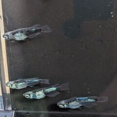 綺麗でかわいい！今、ペットとして人気のメダカ！アクアリウムやビオトープにの画像