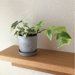 観葉植物　へデラヘリックス・グレーシャー⑧　17cm　おしゃれな...