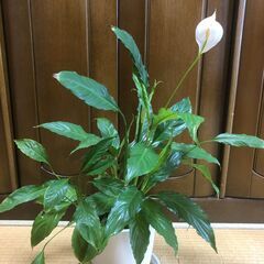 観葉植物　スパティフィラム