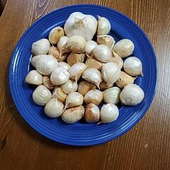 にんにく 500g 