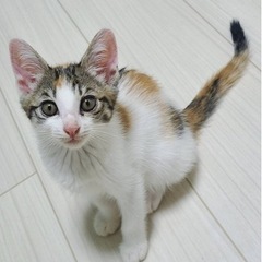 ♀エレの画像