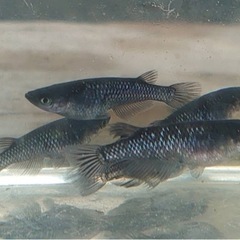【決まりました】ブラックダイヤヒレ長　オス2メス3 