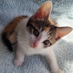♀エレ - 猫