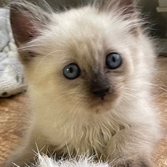 ★お陰様で里親様が決まりました！　シャムMIXの長毛です♪